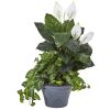 Spathifyllum and Nepthytis Plant in Gray Planter