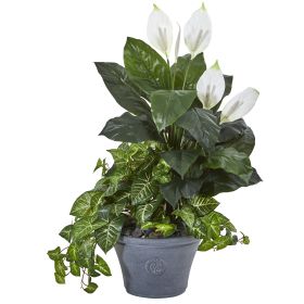 Spathifyllum and Nepthytis Plant in Gray Planter