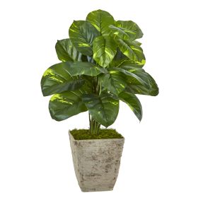 Dieffenbachia Artificial Plant in Country White Planter
