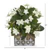 Stephanotis Ivy Plant in House Hanging Planter