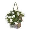 Stephanotis Ivy Plant in House Hanging Planter