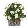 Stephanotis Ivy Plant in House Hanging Planter
