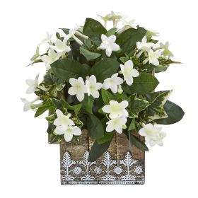 Stephanotis Ivy Plant in House Hanging Planter