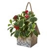 Holly Plant in House Hanging Planter (Real Touch)