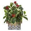 Holly Plant in House Hanging Planter (Real Touch)
