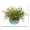 Rosemary Plant in Turquoise Bowl with Silver Trimming