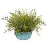 Rosemary Plant in Turquoise Bowl with Silver Trimming