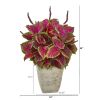 Coleus Artificial Plant in Country White Planter