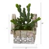 Cactus Succulent Plant in Hanging House Planter