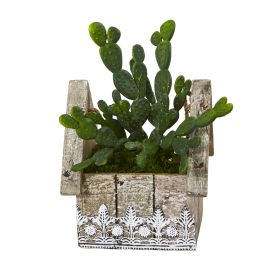 Cactus Succulent Plant in Hanging House Planter