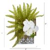 Phalaenopsis Orchid and Fern Plant in Hanging Planter
