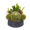 Mixed Cactus Artificial Plant in Decorative Bowl