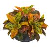 Garden Croton Plant in Decorative Bowl (Real Touch)