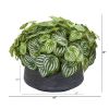 Watermelon Peperomia Plant in Bowl (Real Touch)