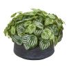 Watermelon Peperomia Plant in Bowl (Real Touch)