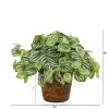 Watermelon Peperomia Plant in Basket (Real Touch)