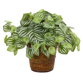 Watermelon Peperomia Plant in Basket (Real Touch)