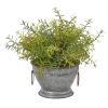 Rosemary Plant in Vintage Bowl with Copper Trimming