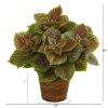 Coleus Artificial Plant in Basket (Real Touch)