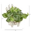 Watermelon Peperomia Plant in Chair Planter (Real Touch)