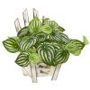 Watermelon Peperomia Plant in Chair Planter (Real Touch)