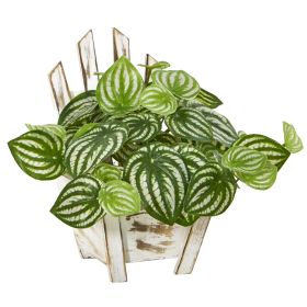 Watermelon Peperomia Plant in Chair Planter (Real Touch)