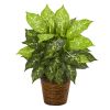 Diffenbachia Artificial Plant in Basket