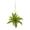 Peperomia and Fern Plant in Hanging Bucket (Set of 2)