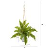Peperomia and Fern Plant in Hanging Bucket (Set of 2)