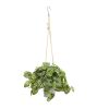 Peperomia and Fern Plant in Hanging Bucket (Set of 2)
