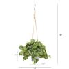 Peperomia and Fern Plant in Hanging Bucket (Set of 2)