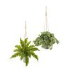 Peperomia and Fern Plant in Hanging Bucket (Set of 2)
