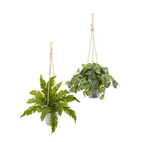 Peperomia and Fern Plant in Hanging Bucket (Set of 2)