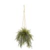 Tillandsia Staghorn Plant in Hanging Bucket (Set of 2)