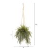 Tillandsia Staghorn Plant in Hanging Bucket (Set of 2)