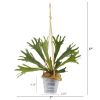 Tillandsia Staghorn Plant in Hanging Bucket (Set of 2)