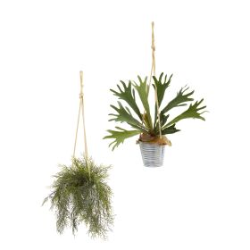 Tillandsia Staghorn Plant in Hanging Bucket (Set of 2)