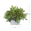 Mixed Ficus and Fittonia Plant in Decorative Planter