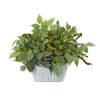 Mixed Ficus and Fittonia Plant in Decorative Planter