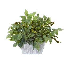Mixed Ficus and Fittonia Plant in Decorative Planter