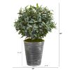 Olive with Berries Plant in Planter with Black Pattern