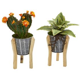 Mixed Succulent Plant in Planter with Legs (Set of 2)