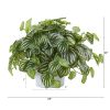 Watermelon Peperomia Plant in White Planter (Real Touch)