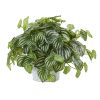 Watermelon Peperomia Plant in White Planter (Real Touch)
