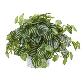 Watermelon Peperomia Plant in White Planter (Real Touch)