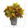 Croton Plant in Planter with Black Pattern (Real Touch)