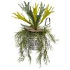 Staghorn and Tillandsia Plant in Vintage Hanging Pail