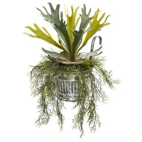 Staghorn and Tillandsia Plant in Vintage Hanging Pail