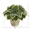 Variegated Hosta Plant in Country White Planter