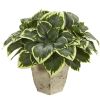 Variegated Hosta Plant in Country White Planter